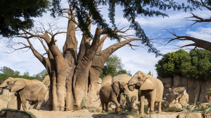 Bioparc celebrará su 16º aniversario este fin de semana con rutas, exhibiciones y actividades especiales