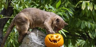 Los animales de Bioparc disfrutan de un Halloween “bestial”