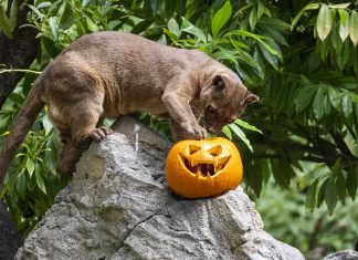 Los animales de Bioparc disfrutan de un Halloween “bestial”