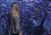 El Oceanogràfic sumerge una cápsula del tiempo con más de 1000 mensajes hasta 2030