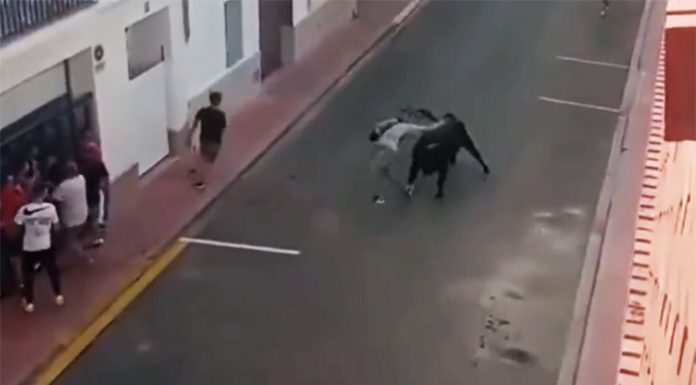 Vídeo: Fuerte cogida en los bous al carrer de Puçol