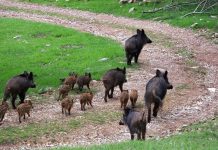 Peste Porcina Africana: qué es y por qué preocupa tanto en España VÍDEO | Un ataque de más de 30 jabalíes destroza un campo valenciano de melocotones