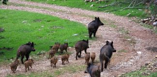 VÍDEO | Un ataque de más de 30 jabalíes destroza un campo valenciano de melocotones