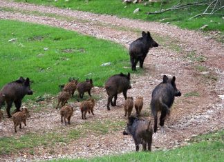 VÍDEO | Un ataque de más de 30 jabalíes destroza un campo valenciano de melocotones