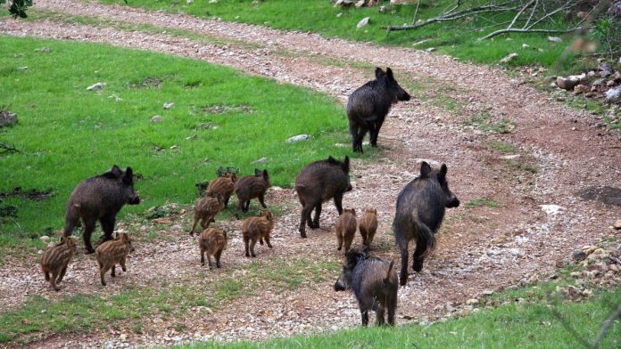7televalencia-jabalies VÍDEO | Un ataque de más de 30 jabalíes destroza un campo valenciano de melocotones