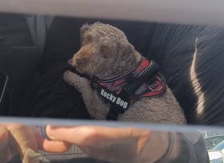 Rescatan a un perro encerrado en un coche en el parking del circuito Ricardo Tormo