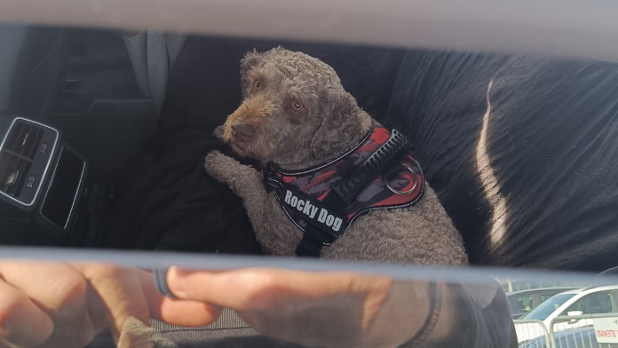 Rescatan a un perro encerrado en un coche en el parking del circuito Ricardo Tormo