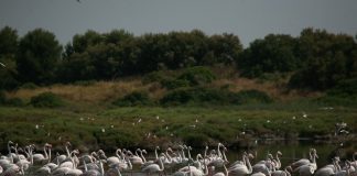 La multiplicación de flamencos en la Albufera pone en peligro el arroz valenciano: "Van a hacer un daño terrible"