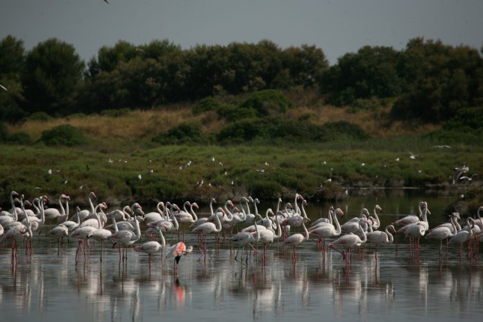 La multiplicación de flamencos en la Albufera pone en peligro el arroz valenciano: "Van a hacer un daño terrible"