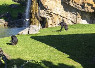 Nace en Valencia un chimpancé en peligro de extinción