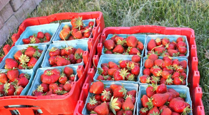 Alertan de la presencia de Hepatitis A en fresas procedentes de Marruecos Alertan de la presencia de Hepatitis A en fresas procedentes de Marruecos