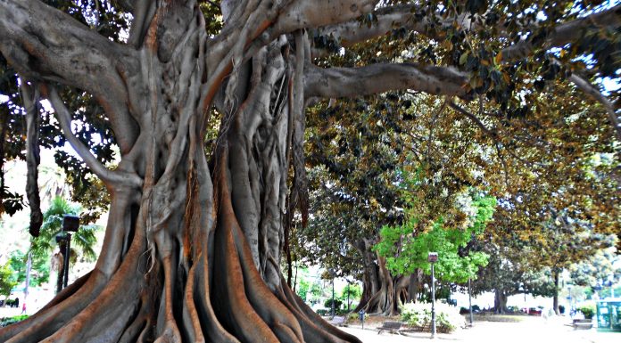 Declaran Valencia como Ciudad Arbórea del Mundo: 10 jardines con los árboles más espectaculares