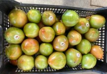 La Tomata Valenciana, una de las joyas de la agricultura, consigue la marca de Calidad CV