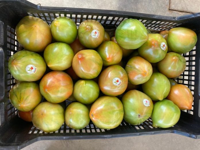 La Tomata Valenciana, una de las joyas de la agricultura, consigue la marca de Calidad CV