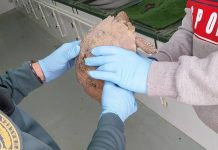 Pillan a un vecino del Perellonet con un ejemplar de tortuga protegida