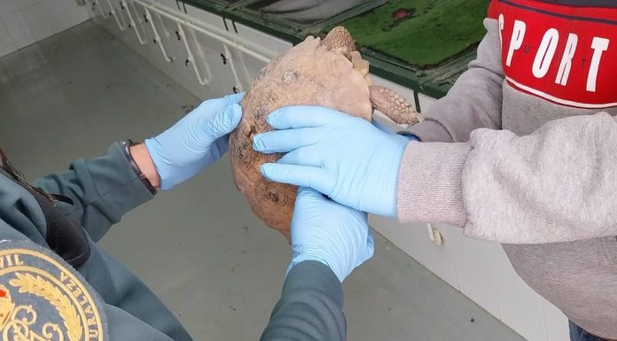 Pillan a un vecino del Perellonet con un ejemplar de tortuga protegida