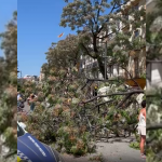 La caída de un árbol deja tres heridos en la Plaza del Mercat de Valencia