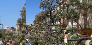 La caída de un árbol deja tres heridos en la Plaza del Mercat de Valencia