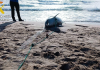 Encuentran un delfín muerto en la playa de El Perelló Encuentran un delfín muerto en la playa de El Perelló