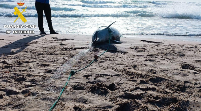 Encuentran un delfín muerto en la playa de El Perelló
