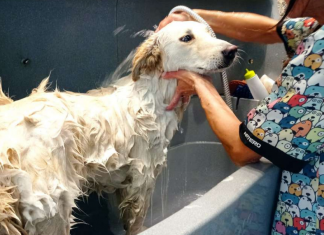 Veterinario gratis para mascotas: requisitos y a quién se dirigen