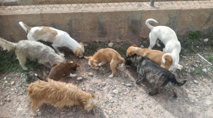 Denuncian el mal estado de 14 perros y un burro en la Pobla de Vallbona