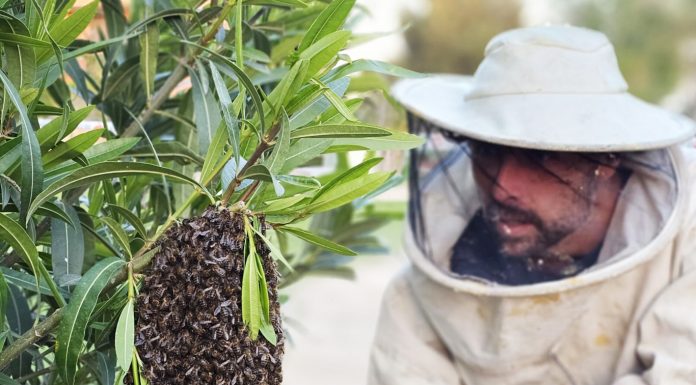 Vídeo: Los bomberos arriesgan su vida al retirar colmenas de abejas