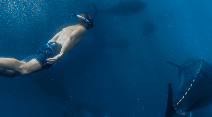 Nadar entre atunes rojos, la experiencia perfecta para los amantes del mar