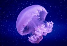 La medusa gigante del Mediterráneo vive en Valencia