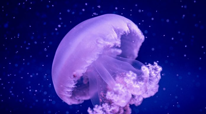 La medusa gigante del Mediterráneo vive en Valencia