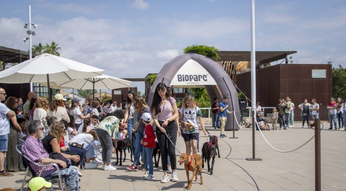 Éxito del desfile solidario de perros en Bioparc Éxito del desfile solidario de perros en BIOPARC