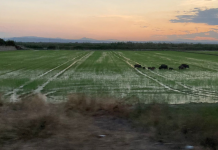 Patos, jabalís y flamencos destrozan los arrozales de la Albufera