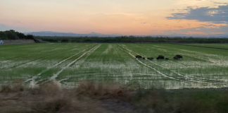 Patos, jabalís y flamencos destrozan los arrozales de la Albufera