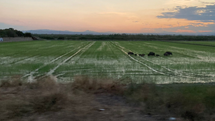 Patos, jabalís y flamencos destrozan los arrozales de la Albufera