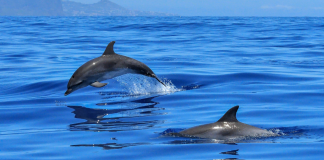 Un grupo de delfines visita la playa de Castellón