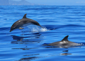 Un grupo de delfines visita la playa de Castellón