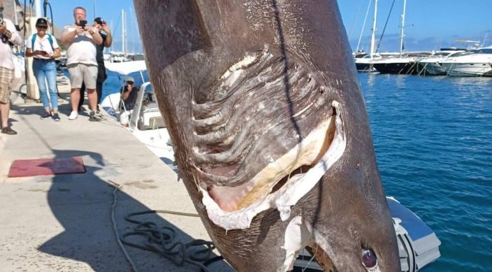 Encuentran un tiburón de casi 5 metros flotando en Altea