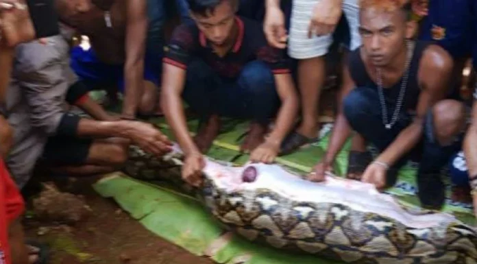 Una pitón se traga entera a una mujer de 45 años en Indonesia