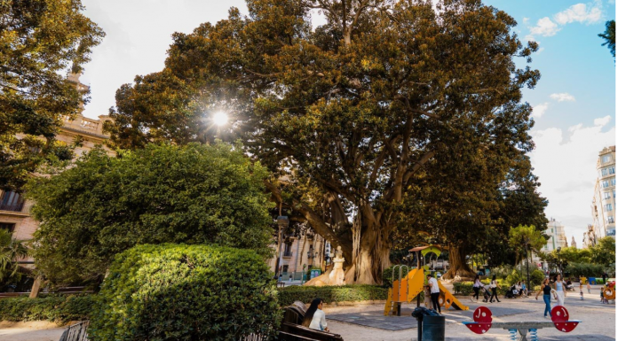 Valencia inicia la poda de los ficus monumentales de Parterre y Glorieta Valencia inicia la poda de los ficus monumentales de Parterre y Glorieta