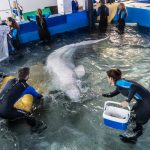 Rescatan dos belugas de Ucrania y las trasladan al Oceanogràfic