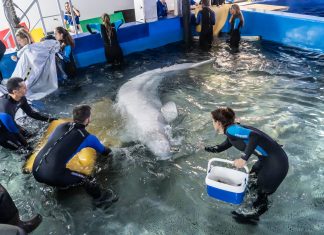 Rescatan dos belugas de Ucrania y las trasladan al Oceanogràfic