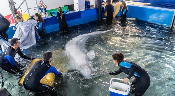 VÍDEO | Así ha sido el rescate de la beluga ucraniana que ha llegado al Oceanogràfic Rescatan dos belugas de Ucrania y las trasladan al Oceanogràfic
