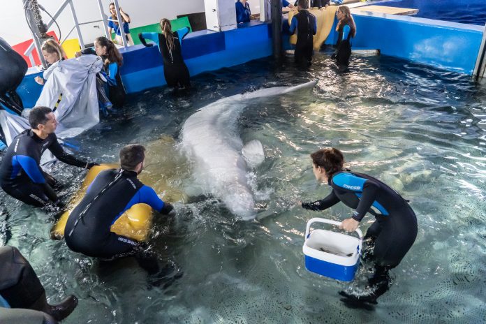 Rescatan dos belugas de Ucrania y las trasladan al Oceanogràfic