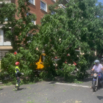 Un camión arranca un árbol de Plaza América y obliga a cortar varios carriles