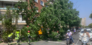 Un camión arranca un árbol de Plaza América y obliga a cortar varios carriles