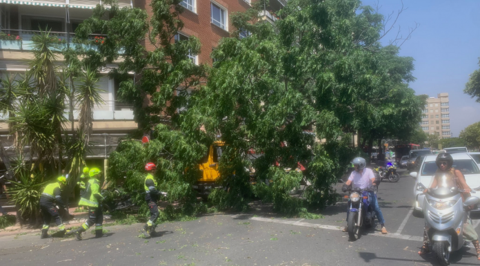 Un camión arranca un árbol de Plaza América y obliga a cortar varios carriles Un camión arranca un árbol de Plaza América y obliga a cortar varios carriles