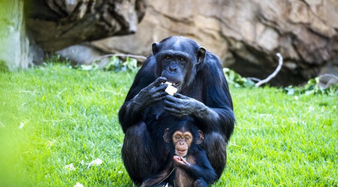 Bioparc acerca la naturaleza salvaje a los valencianos con el nuevo concepto de ‘ocio con causa’ Los Bioparc urgen a ser la #GeneraciónRestauración