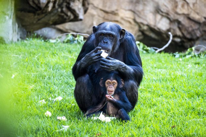 Los Bioparc urgen a ser la #GeneraciónRestauración