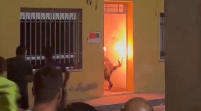 Vídeo: Un bou embolat se mete con las bolas de fuego dentro de una casa