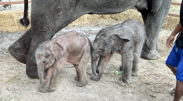 Nacen elefantes gemelos de distinto sexo: un fenómeno extraordinario